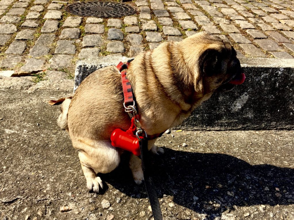 un perro hace caca