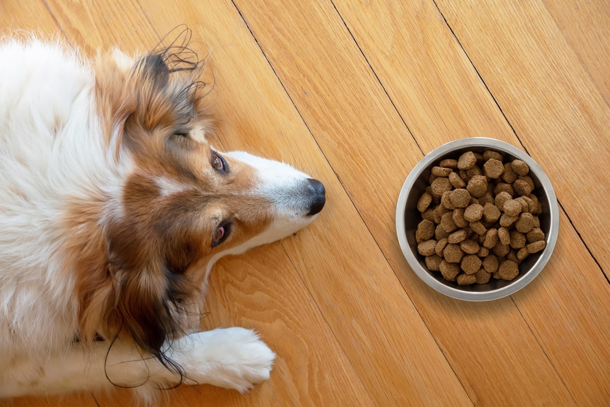Por qué mi perro se come croquetas? – nufit