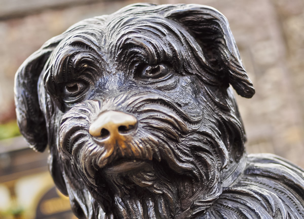 Si quieres conocer el significado de la palabra “felicidad”, adopta un  perro